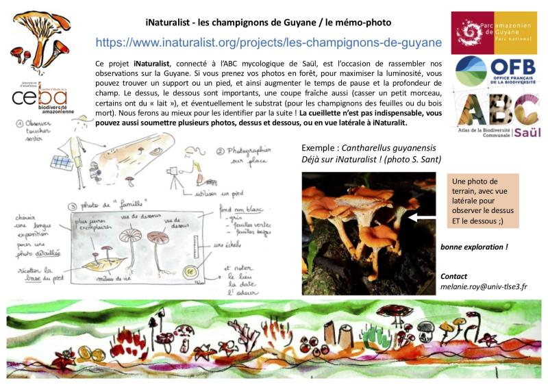 inaturalist_champignons2.jpg