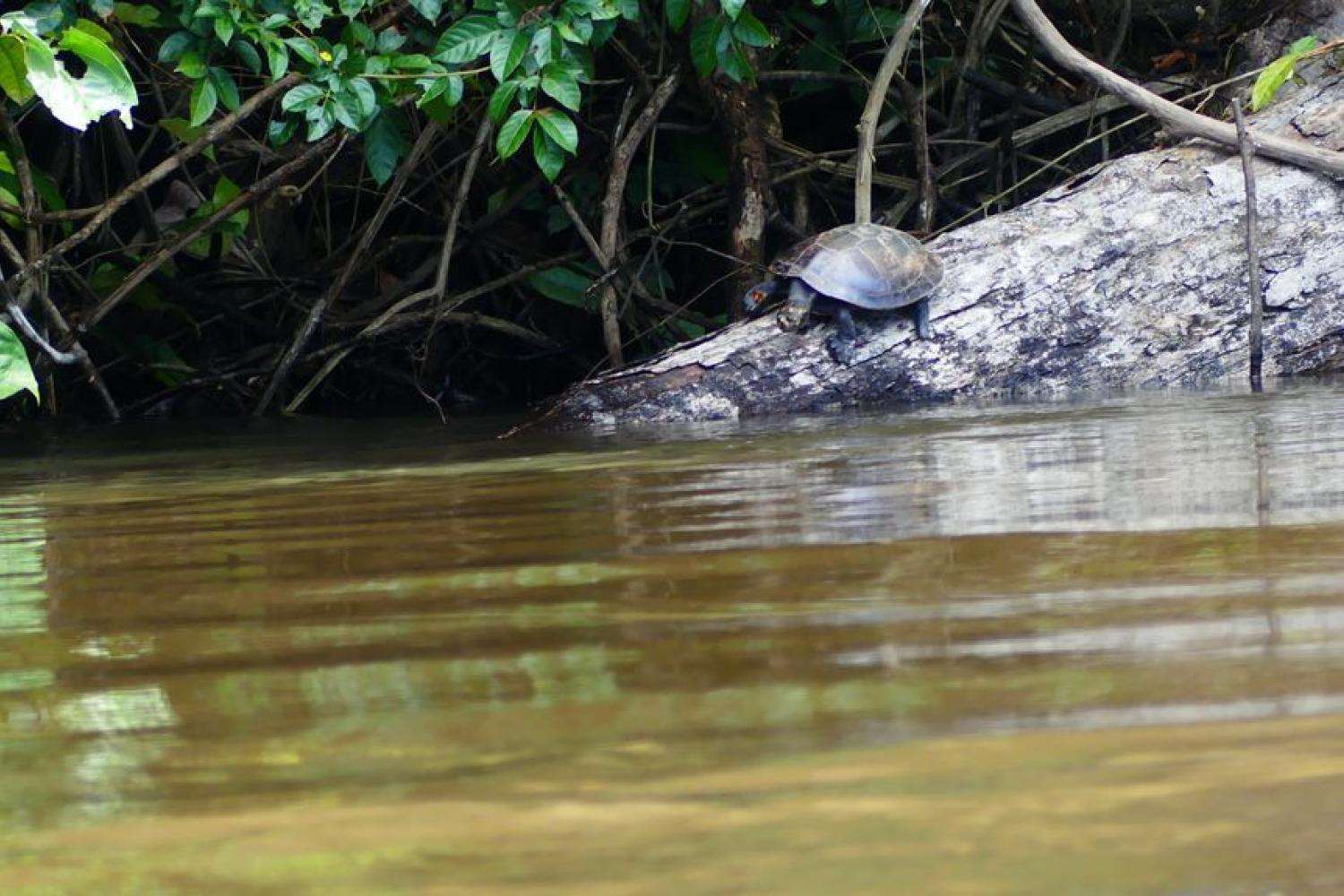 tortue