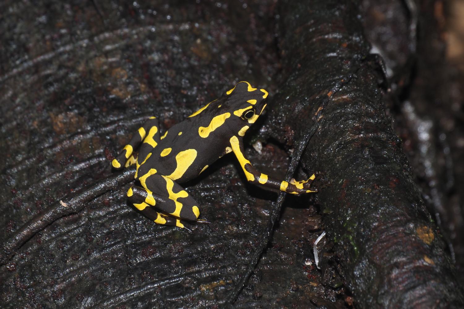 Atelopus hoogmoedi ©E. Courtois