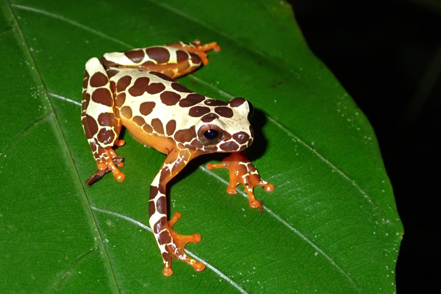 Dendropsophus leucophyllatus - forme "girafe" coloration diurne ©E. Courtois