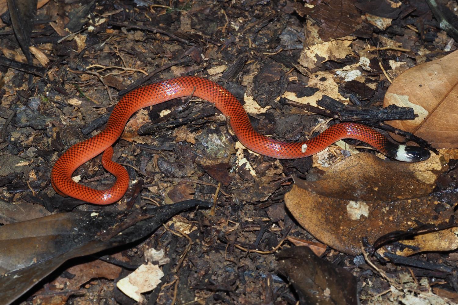 Drepanoides anomalus ©E. Courtois