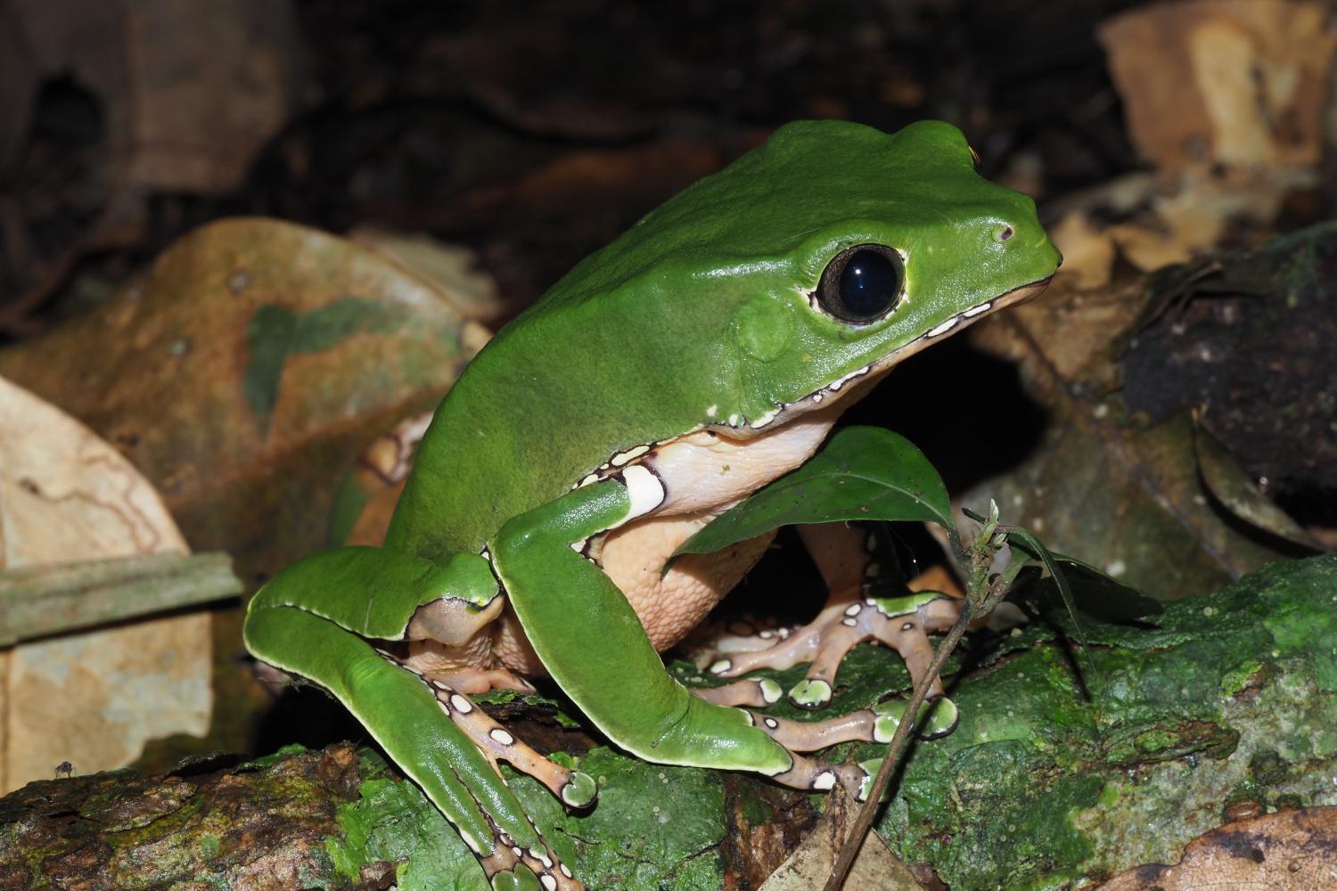 Phyllomedusa bicolor ©E. Courtois