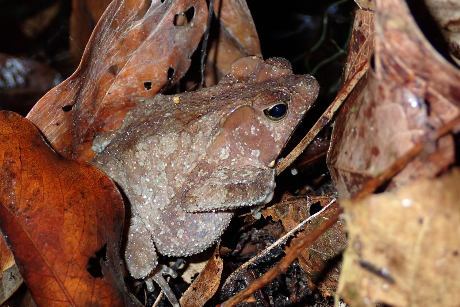 Rhinella martyi ©E. Courtois