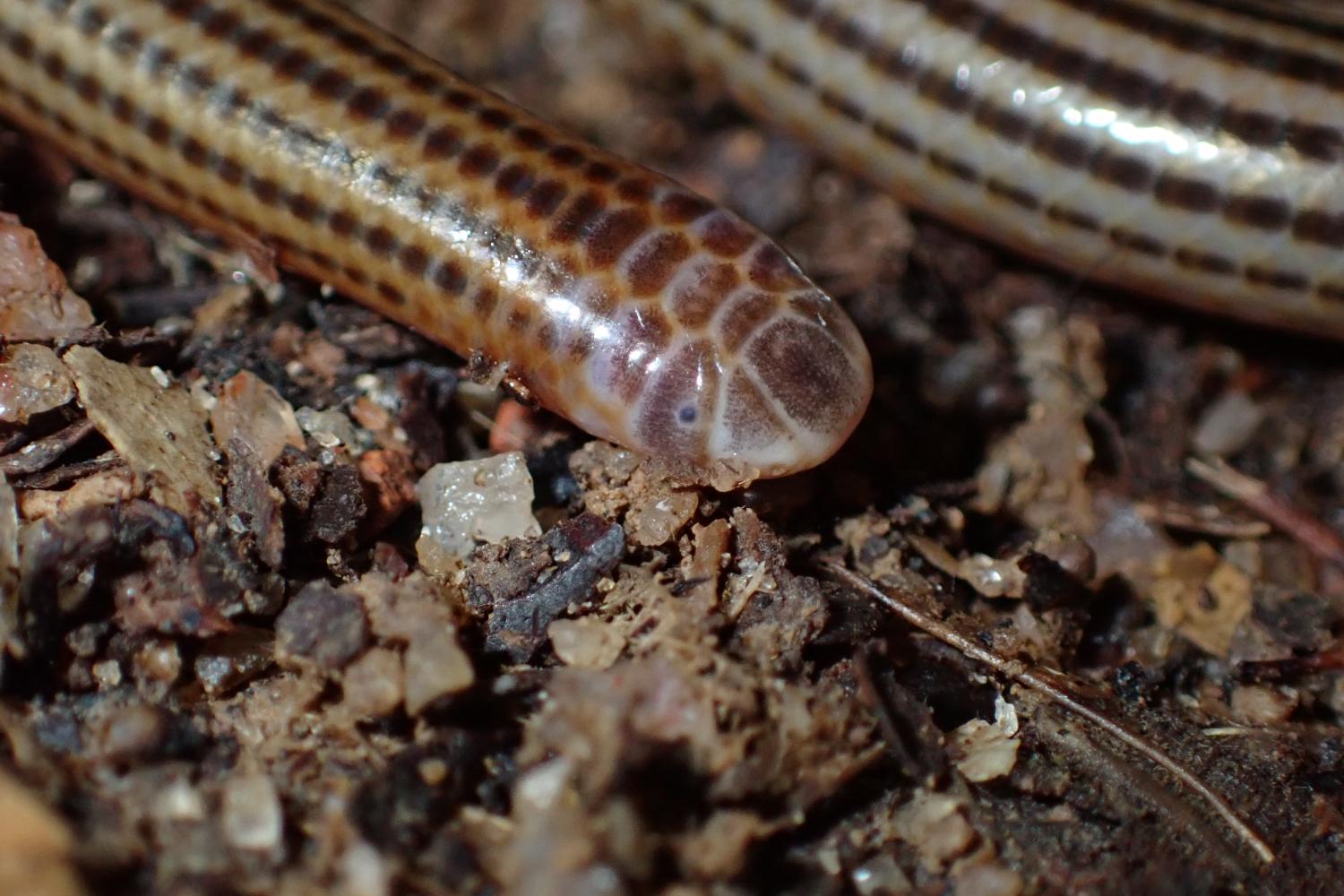 Siagonodon septemstriatus ©E. Courtois