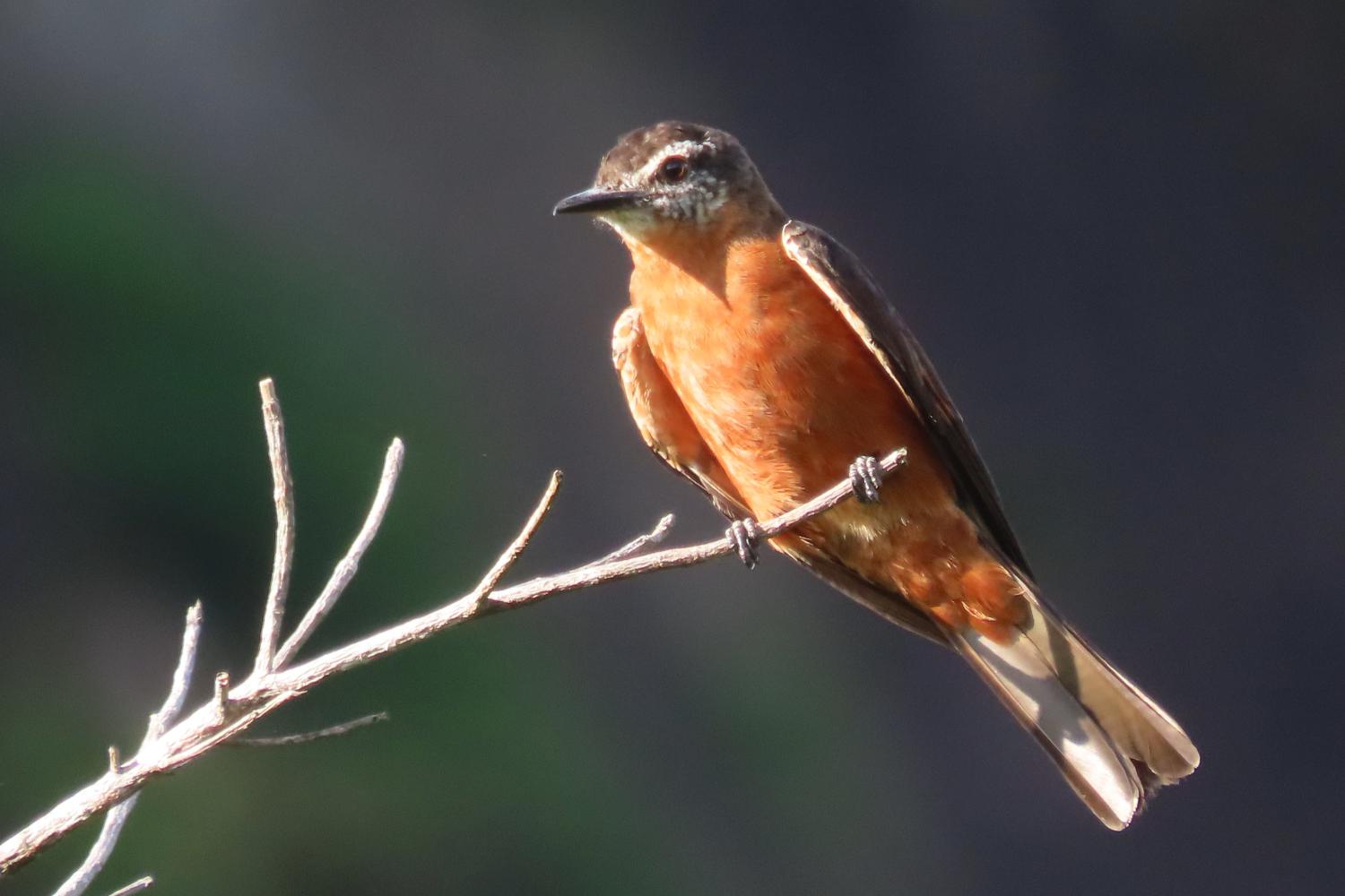 Moucherolle hirondelle ©S. Uriot