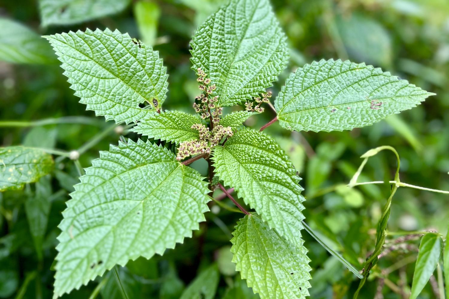 Fête de la nature à Saül ©E. Auffret