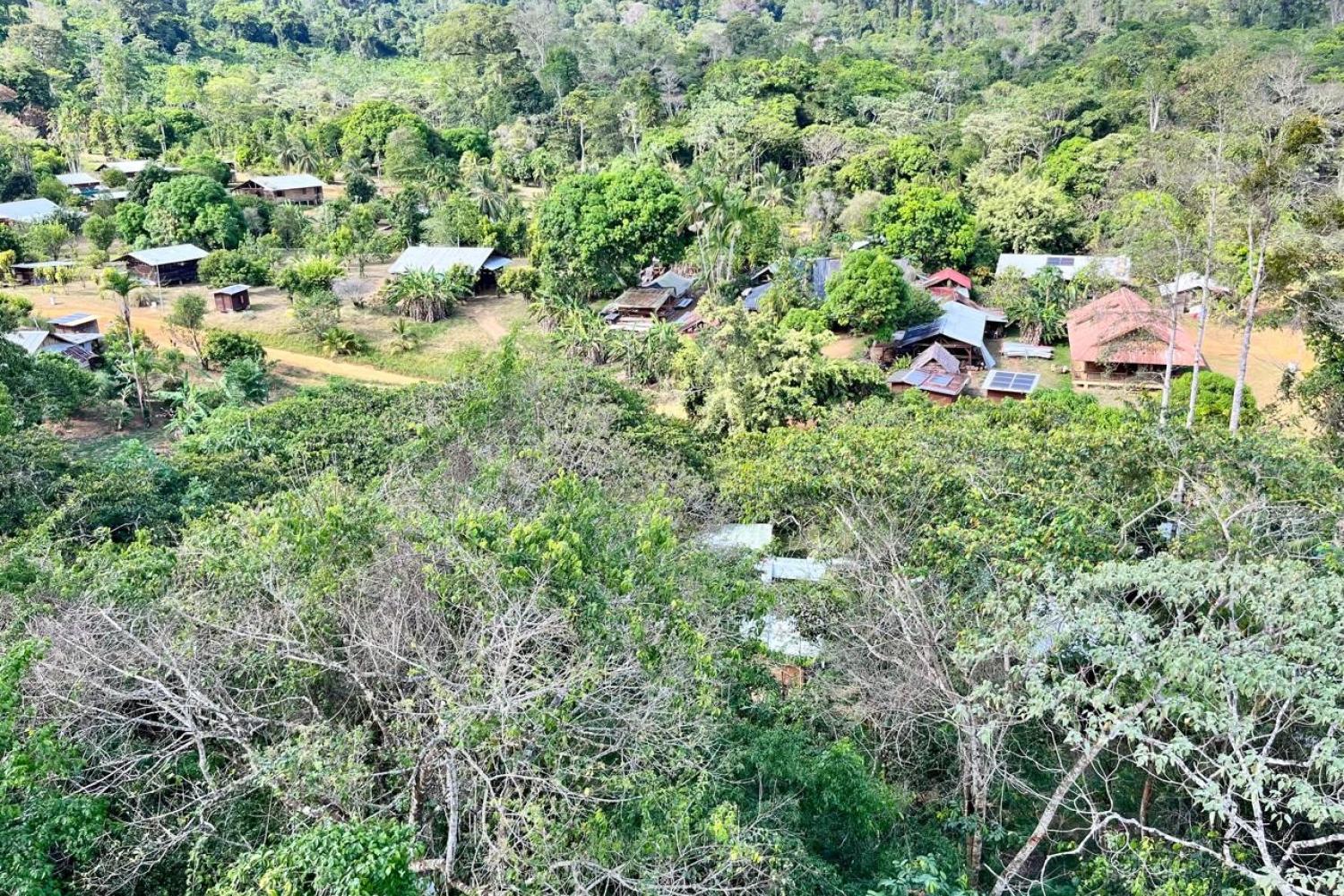 Tout en haut de la canopée à 35 m une vue unique du bourg de Saül