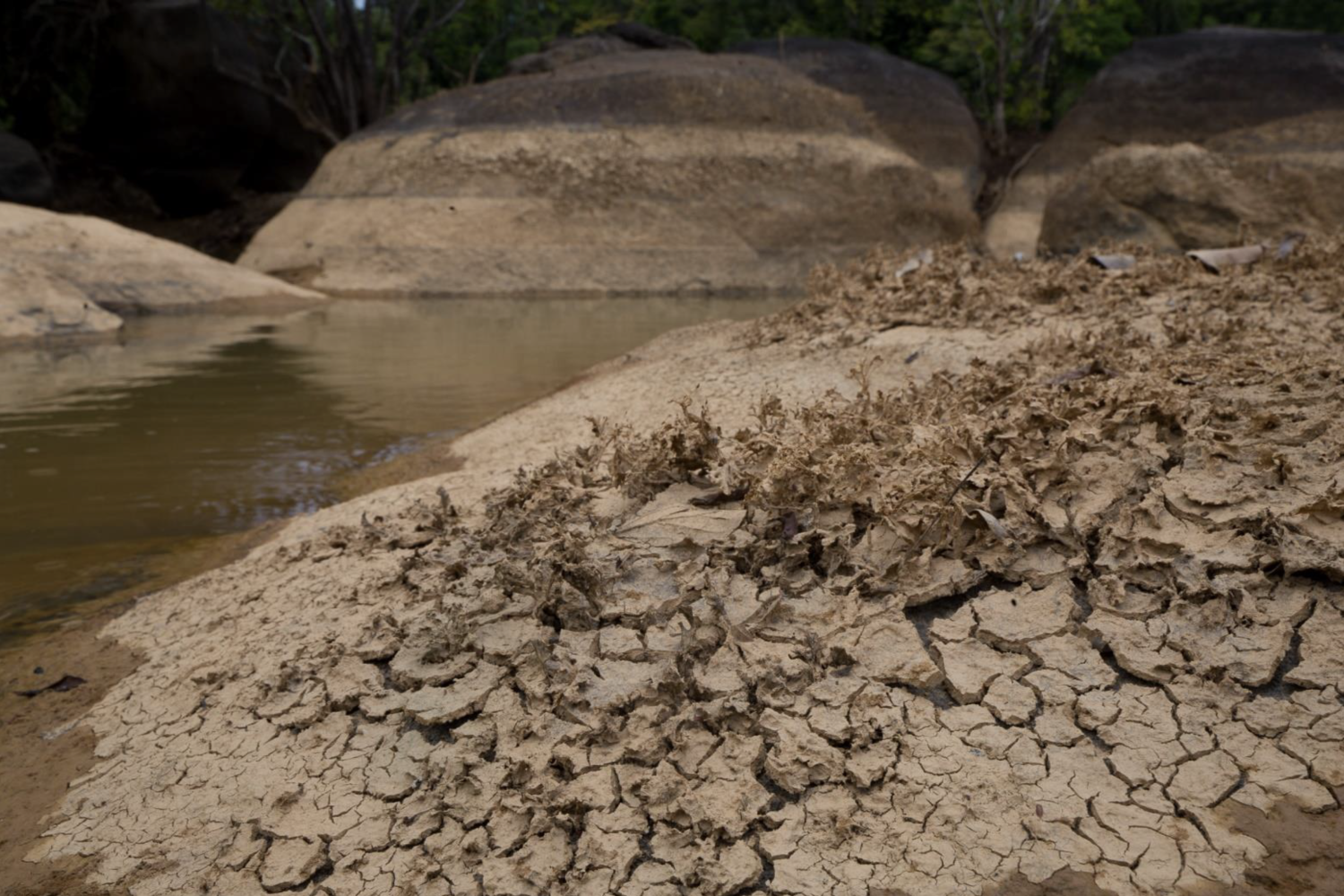 sediment_sur_la_depot_sediment_vegetation_aquatique_dans_les_abattis_cottica.png